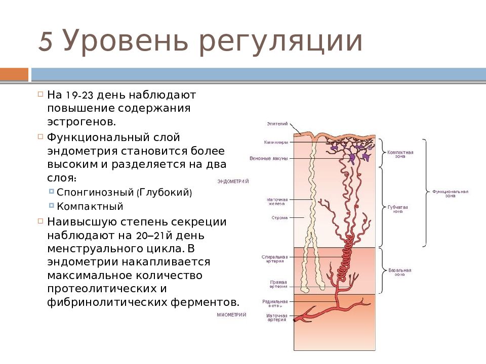 Уровни регуляции. 5 Уровней регуляции менструального цикла. 5 Уровней регуляции менструационного цикла. Центральный уровень регуляции менструационного цикла. Пятый уровень регуляции менструального цикла.