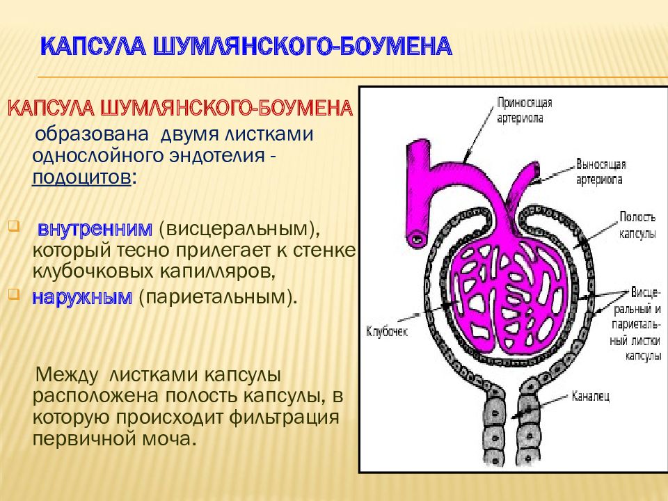 Рисунок почечной капсулы