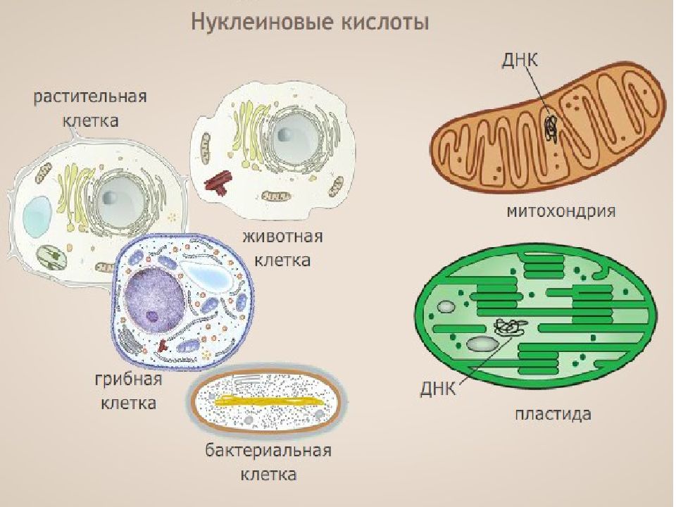 Сравнение клетки грибов растений животных. Биология наука о живой природе 5 класс тест.