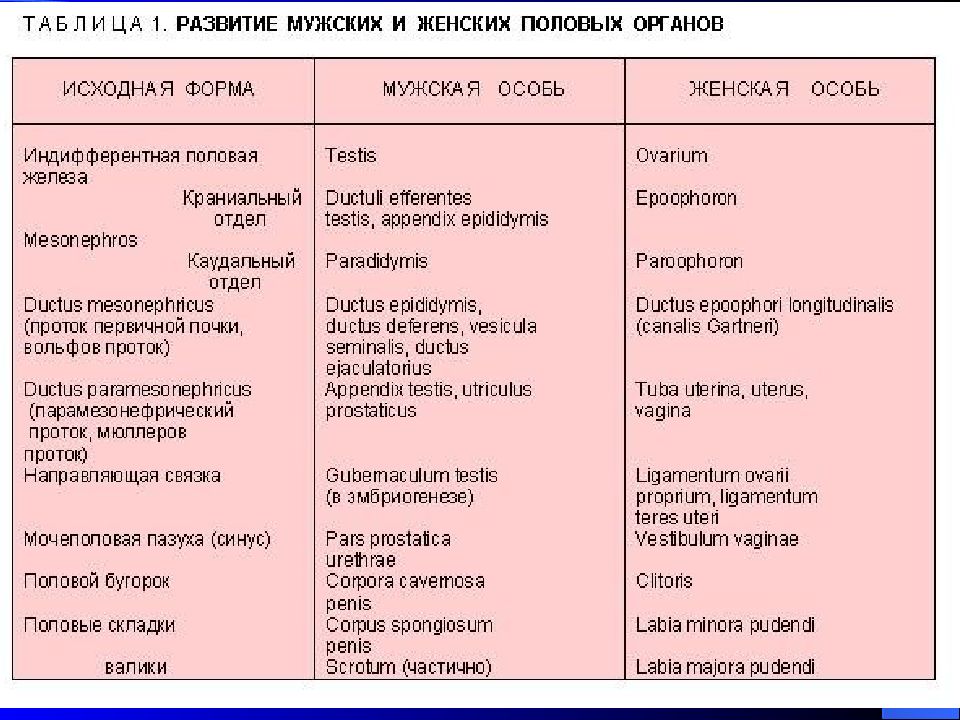 Строение и функции репродуктивной системы 8 класс презентация