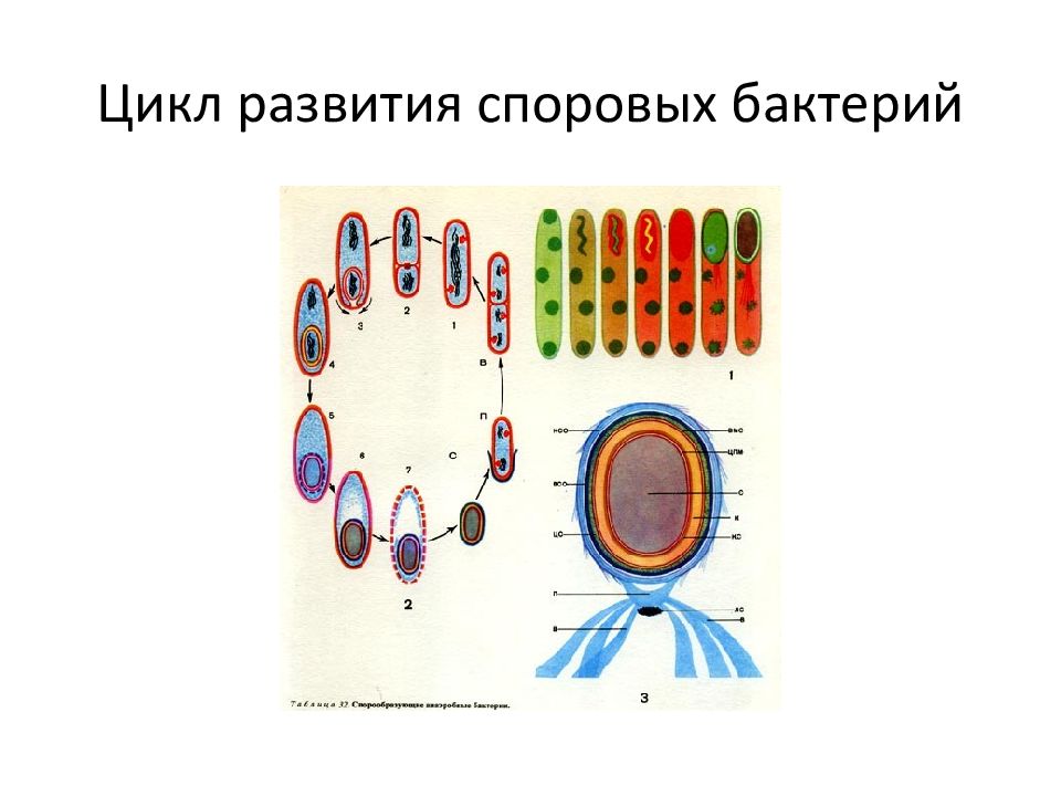 Клеточные циклы бактерий. Цикл развития бацилл.