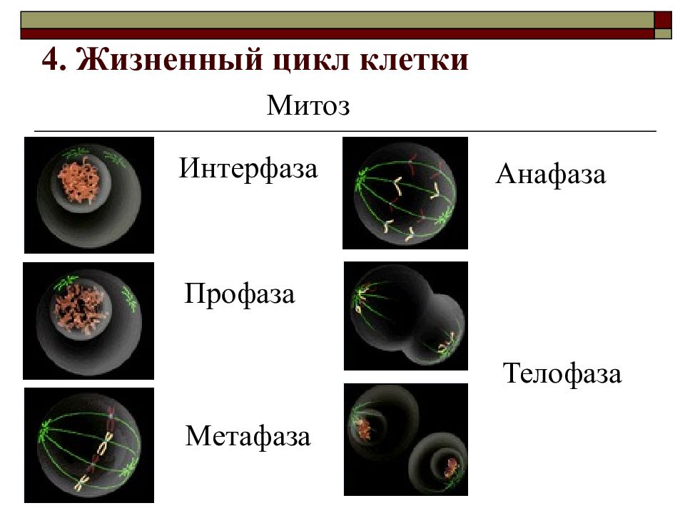 4 жизненный цикл клетки. Жизненный цикл клетки интерфаза и митоз. Жизненный цикл культуры клеток. Строение и жизненный цикл клетки. Жизненный цикл клетки 9 класс биология.