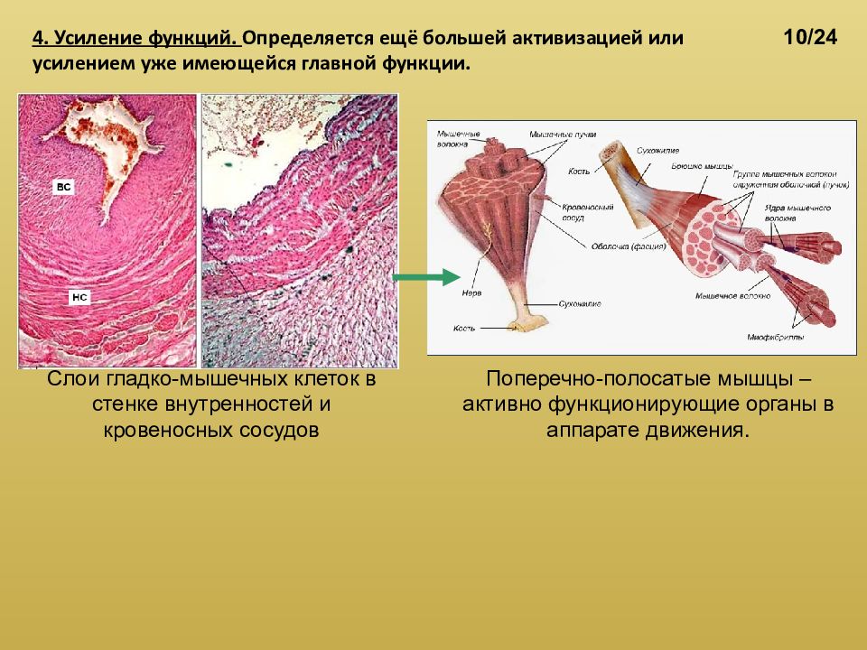 Усиление функции. Поперечно полосатые мышцы функции. Поперечнополосатая мышечная функции. Функции поперечно-полосатых мышечных клеток. Поперечно полосатые мышцы органы.