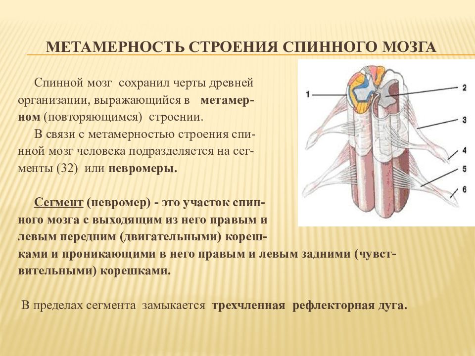 Функциональная анатомия спинного мозга презентация