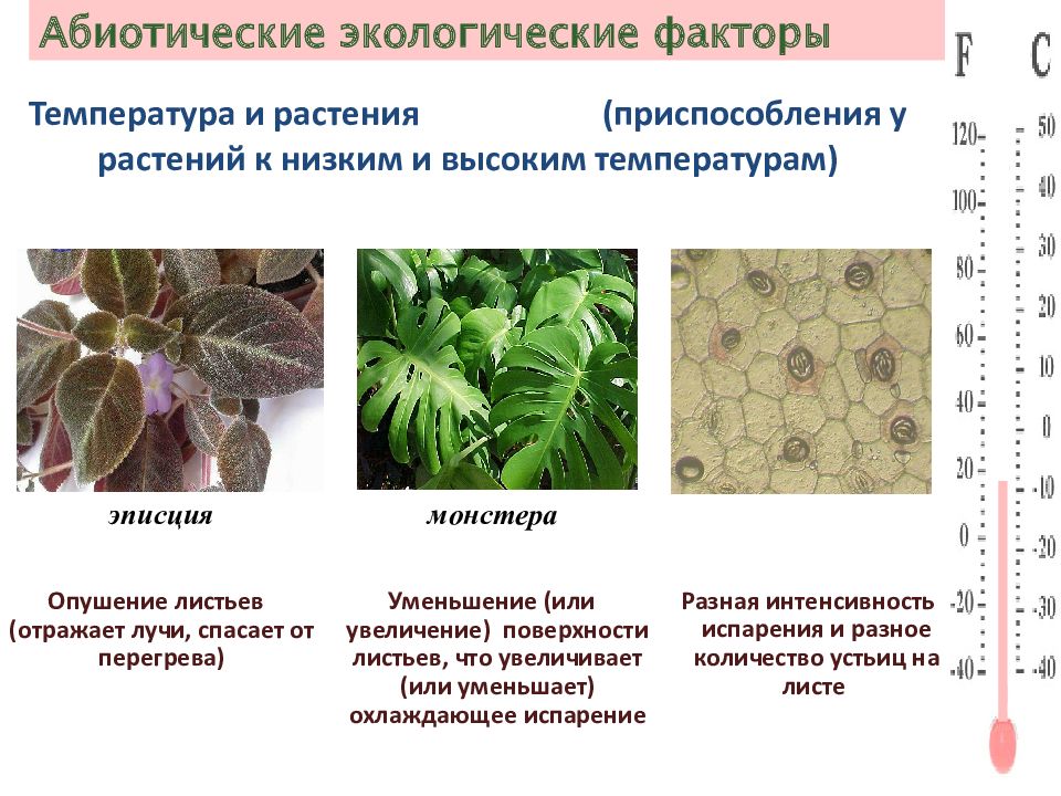 Температура растений. Приспособления растений к низким температурам. Приспособления растений к высоким температурам. Приспособления растений к высоким и низким температурам. Приспособленность растений к низким температурам.