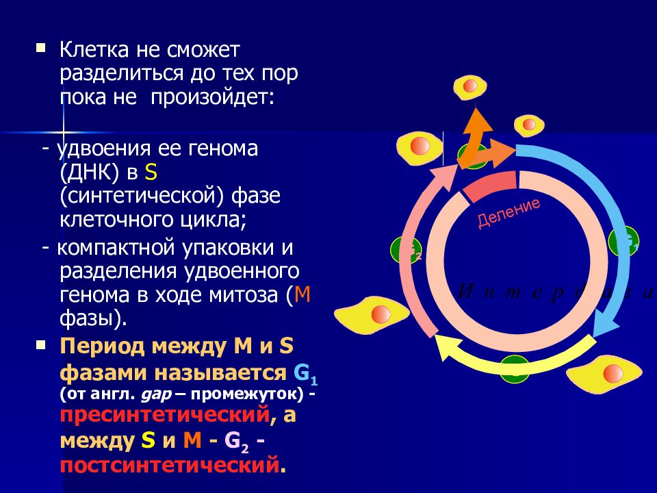 Клеточный цикл и его регуляция. Регуляция клеточного цикла. Клеточный цикл это в биологии. Клеточный цикл, его периоды и регуляция.