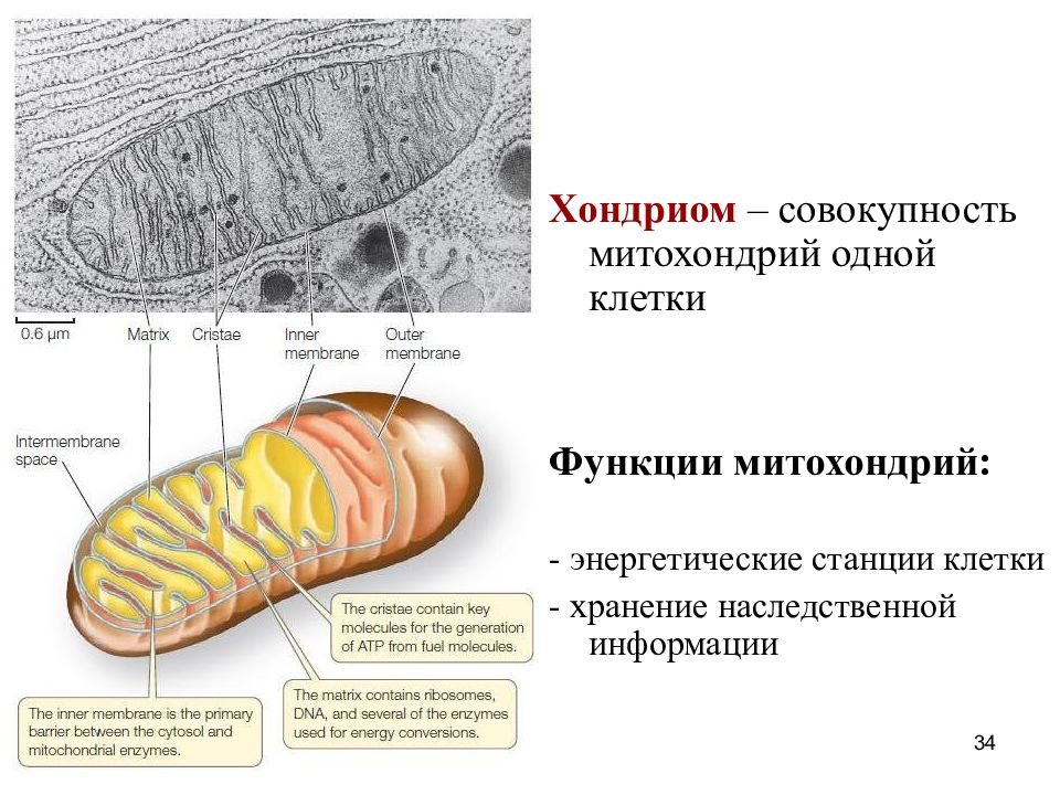 Энергетическая станция клетки. Митохондрии энергетические станции клетки. Строение митохондрий – хондриом.. Функции митохондрии в клетке. Типы организации хондриома.