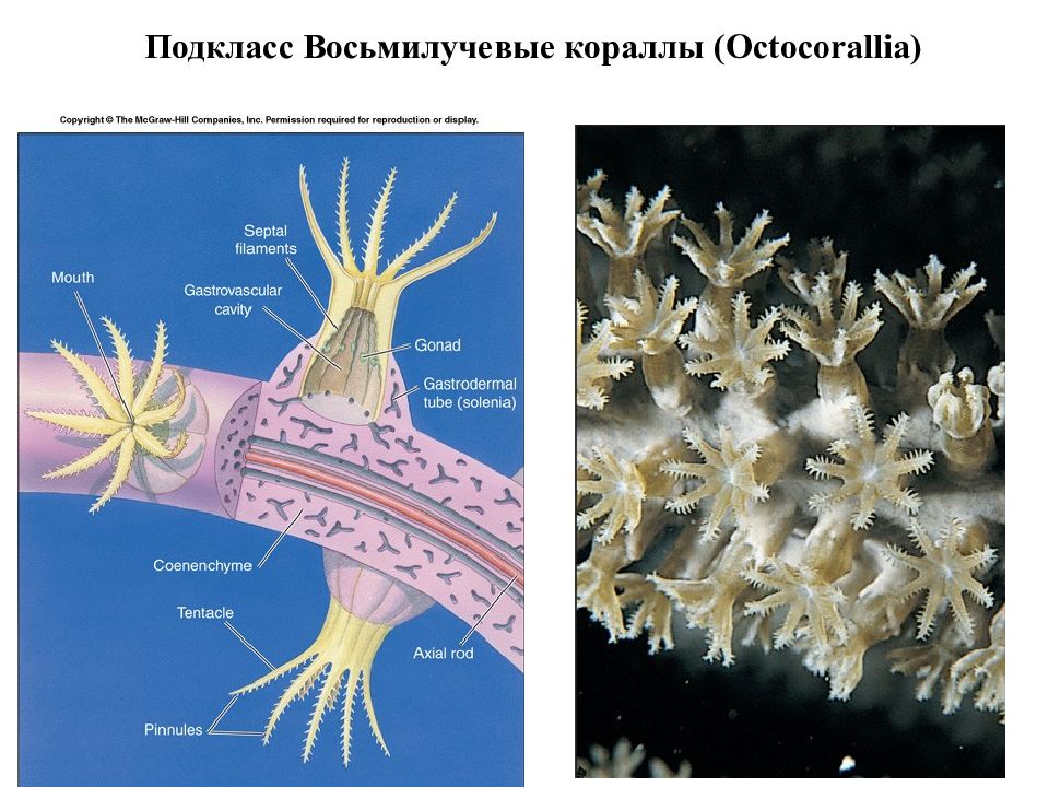 Восьмилучевые кораллы Octocorallia. Восьмилучевой коралл строение. Восьмилучевые полипы. Строение восьмилучевого кораллового полипа.