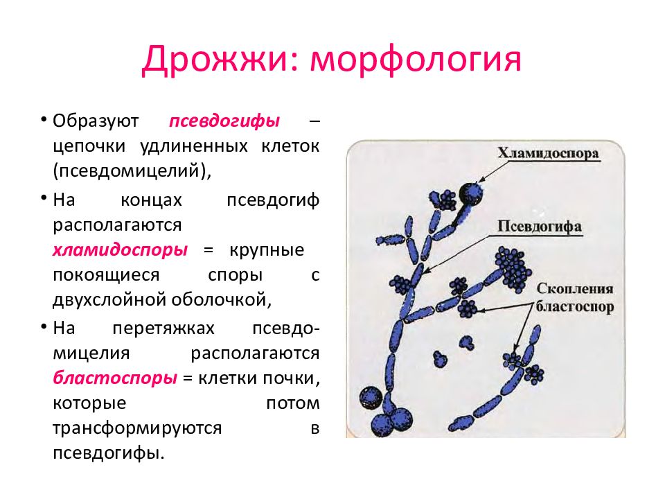 Дрожжи презентация по микробиологии