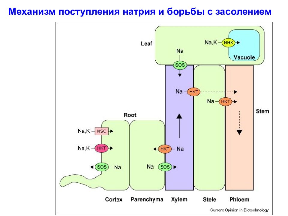 Механизм поступления. Механизм зачисления. Поступление натрия в растения. Натрий поступает в клетку путем.