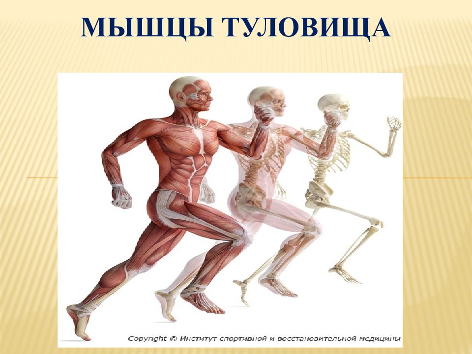 Мышцы туловища