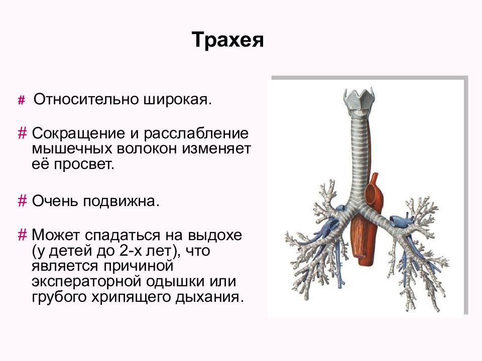 Каковы особенности строения трахеи. Афо трахеи у детей. Трахея система органов. Трахея функция органов дыхания. Анатомия трахеи у детей.