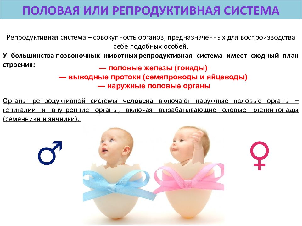 1 женская половая система. Репродуктивная система. Редукретивная система. Репродуктвнаясстема. Строение репродуктивных органов.
