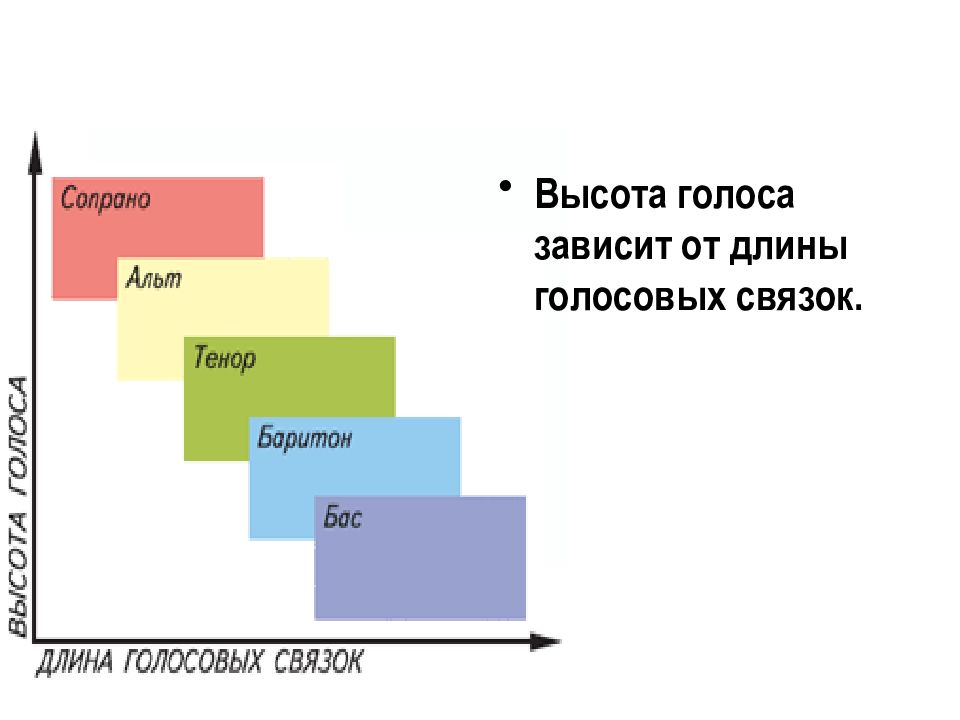 Высота голоса зависит от. Высота голоса. Высота голоса зависит. Высота голоса зависит от длины голосовых связок. Высота голоса картинки.