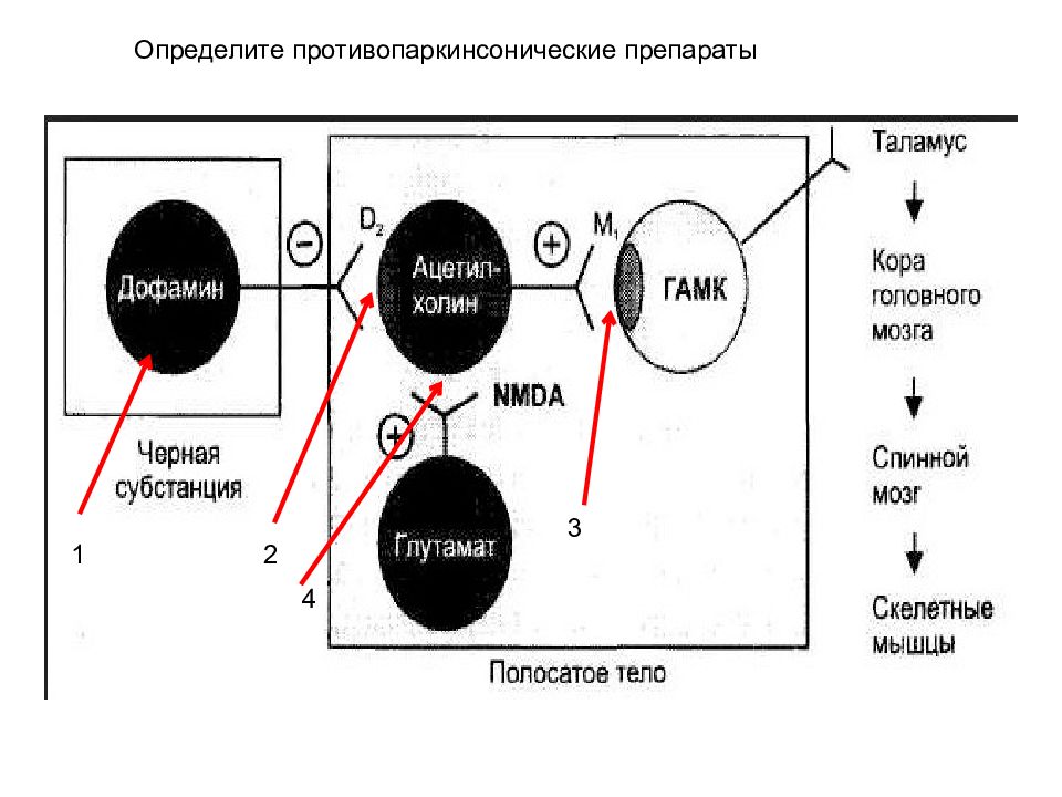 Противопаркинсонические препараты фармакология презентация