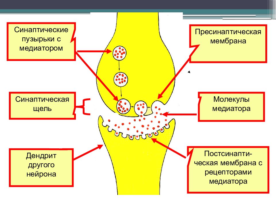 Синаптическая щель на рисунке