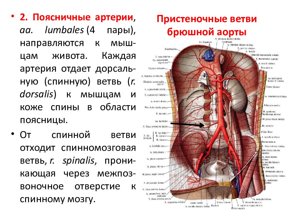 Брюшная аорта где расположена у человека фото