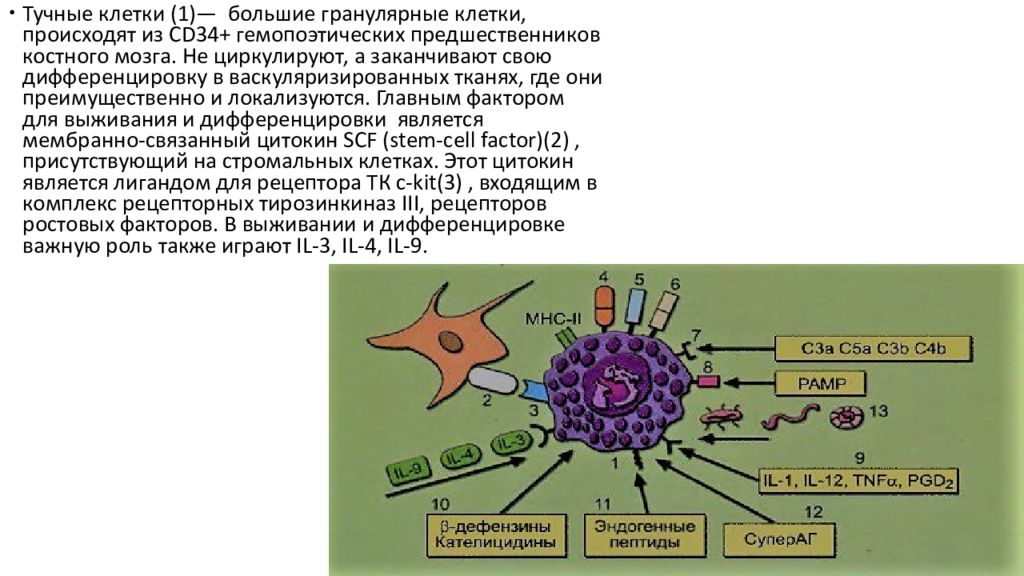 Тучные клетки. Тучные клетки функции иммунология. Тучные клетки дифференцировка. Дендритные клетки и тучные клетки. Тцчные клеткииммунология.