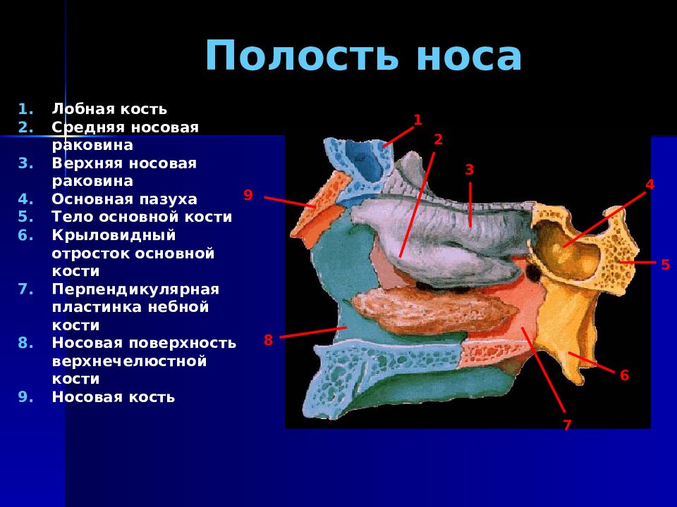 Полость 10. Носовая полость. Кости носовой полости человека. Носовая полость черепа. Носовая полость местоположение.