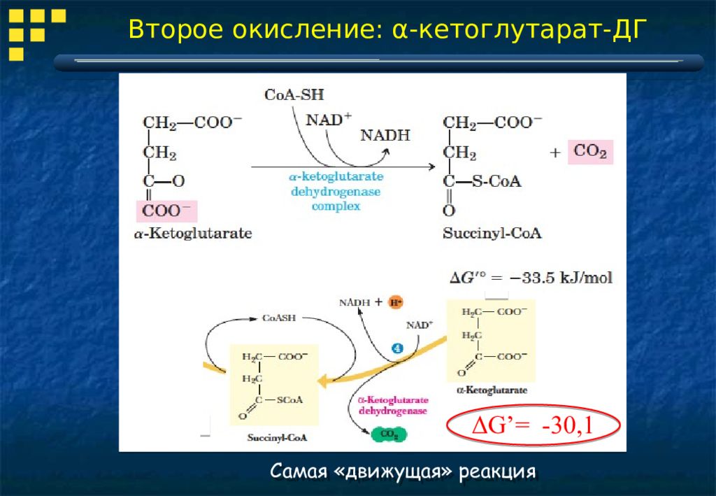 Полное окисление. Реакция образования Альфа кетоглутарат. Окисление альфакетогоутарата. Кетоглутарат в глутамат. Альфа кетоглутарат формула.