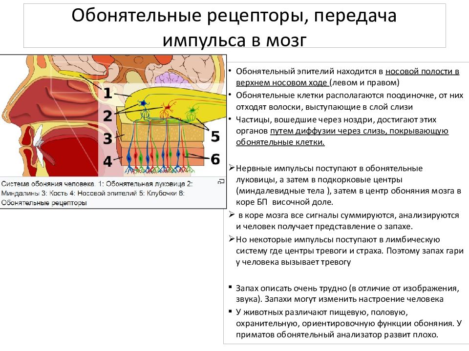 Обонятельный анализатор презентация 8 класс