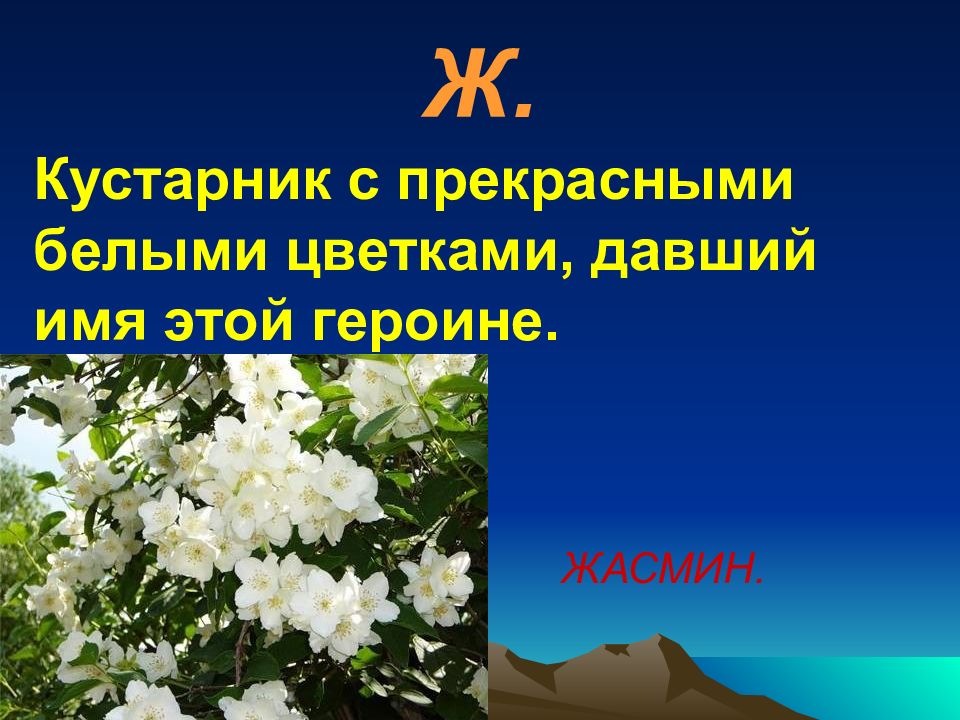 Название данного цветка. Куст с женским именем название. Жасмин текст растения. Текст прекрасный кустик.