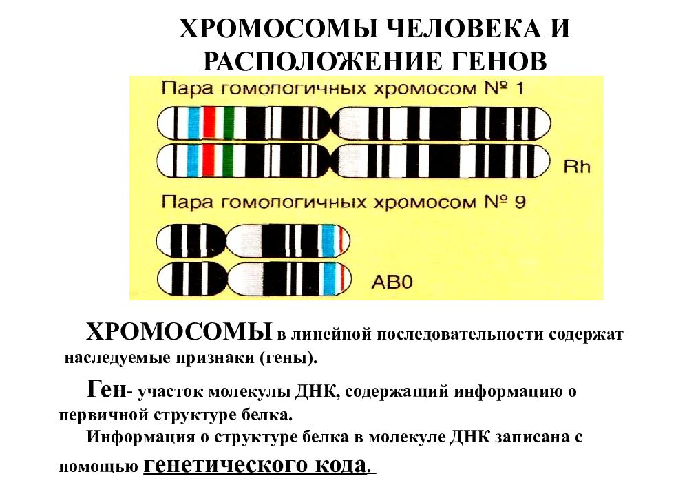 Местоположение гена в хромосоме. Схема расположения генов в хромосоме. Гены в хромосомах располагаются.