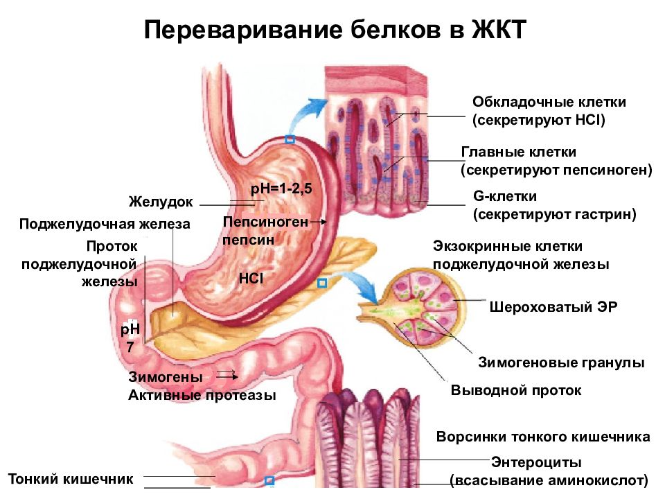 Общая схема переваривания белков