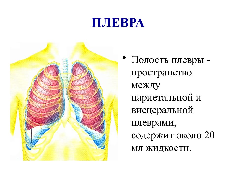 Плевральная полость картинки