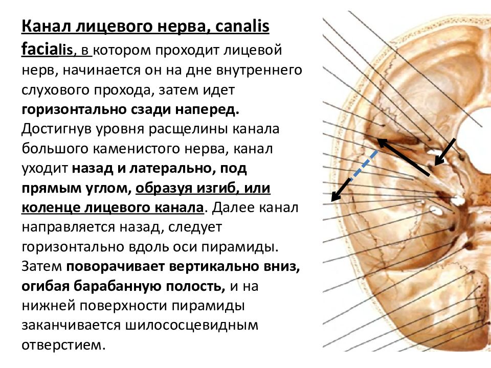 Расщелина канала малого каменистого нерва. Лицевой нерв височная кость. Топография канала лицевого нерва. Ход лицевого нерва в височной кости схема. Лицевой нерв начинается.