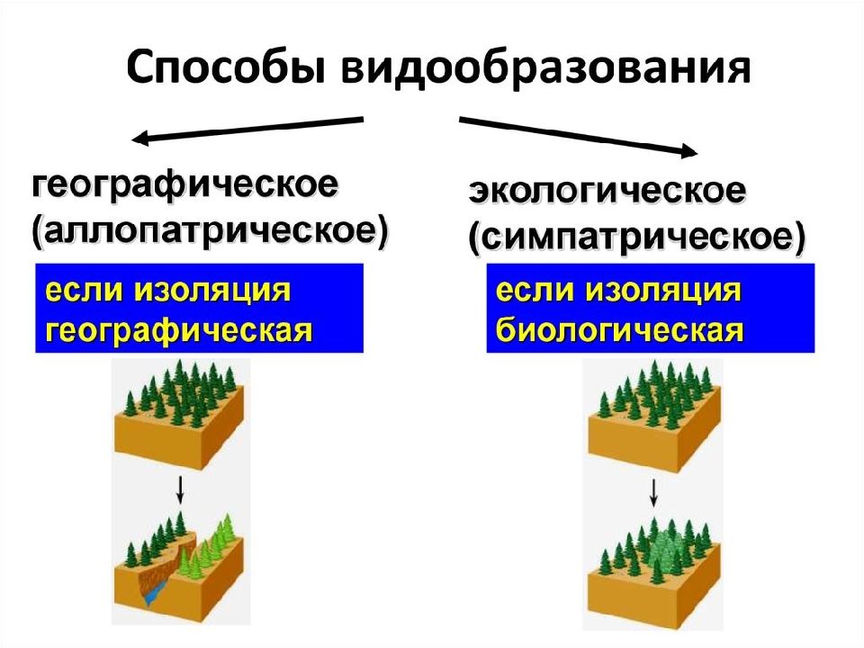 Процессы образования видов презентация 9 класс пономарева