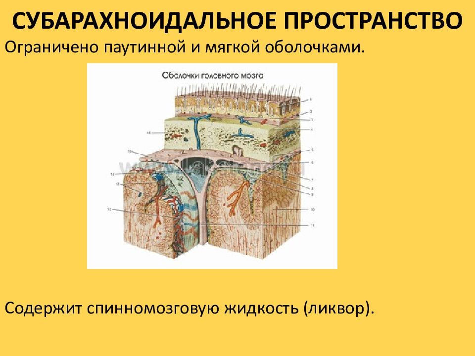 Субарахноидальное пространство. Субарахноидальное пространство микропрепарат рисунок. Чем наполнено пространство между паутинной и мягкой оболочками.