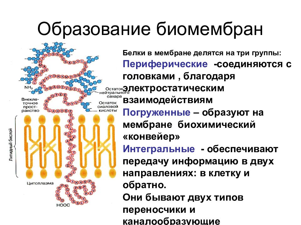 Какую функцию выполняют белки мембран