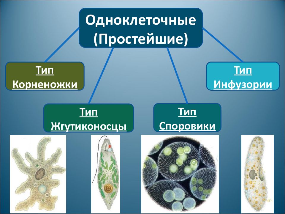 4 значения простейших