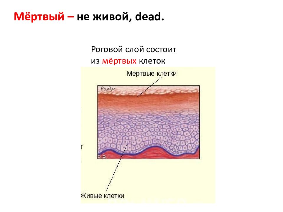 Презентация кожа