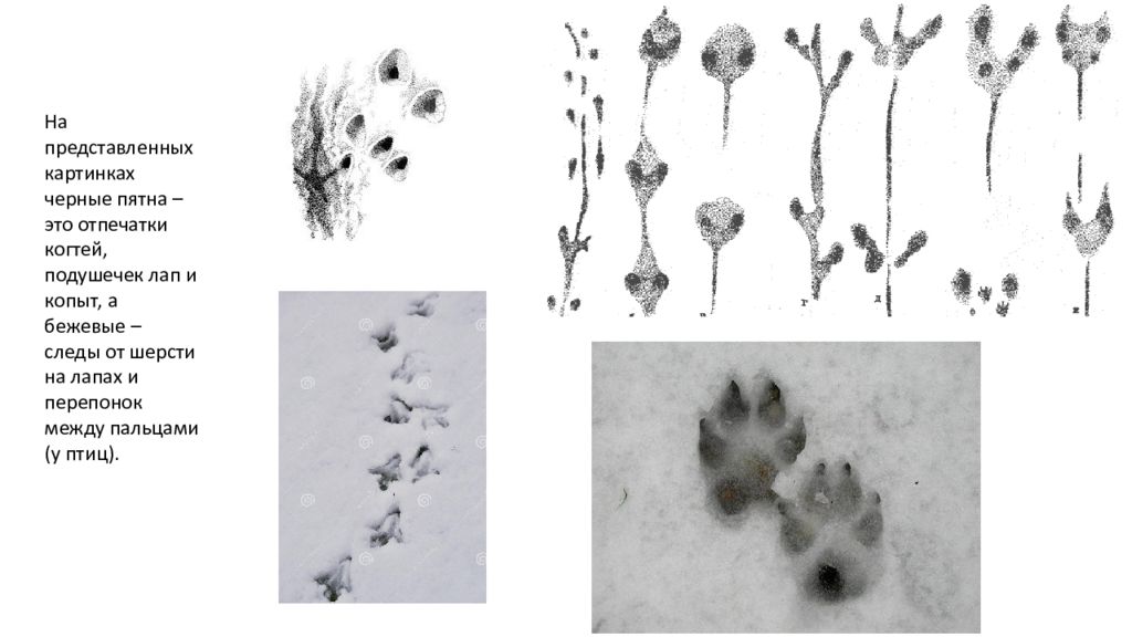 Гудков следы зверей и птиц. Следы мыши полевки. Следы бурозубки на снегу. Следы землеройки на снегу. Палеонтологические доказательства эволюции.
