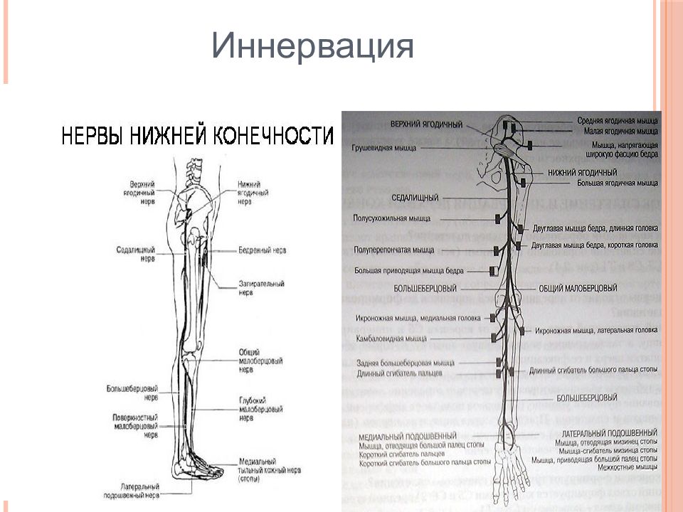 Иннервация ноги схема