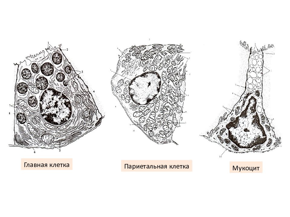 Клетка живот