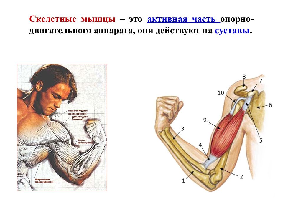 Мышцы 8. Скелетные мышцы. Скелет с мышцами. Активная часть мышцы. Активная часть. Скелетная мускулатура..