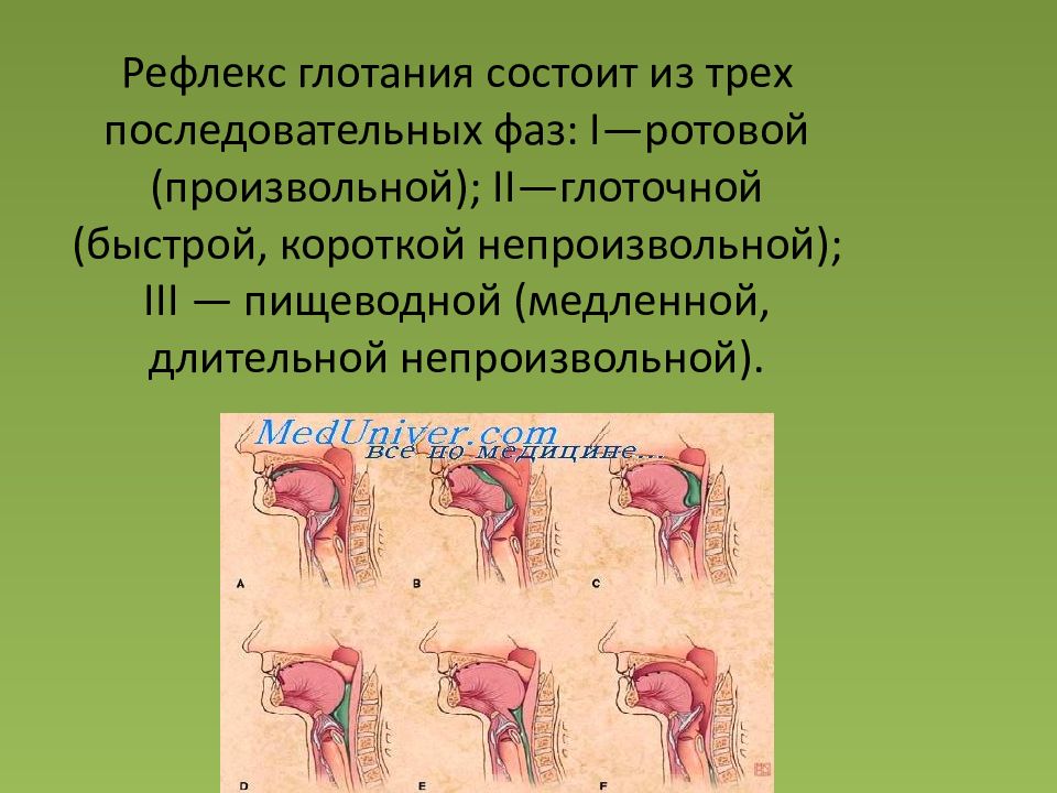 Глоточный рефлекс. Глотательный рефлекс. Рефлекс глотания схема. Механизм глотательного рефлекса. Нарушение глотательного рефлекса.