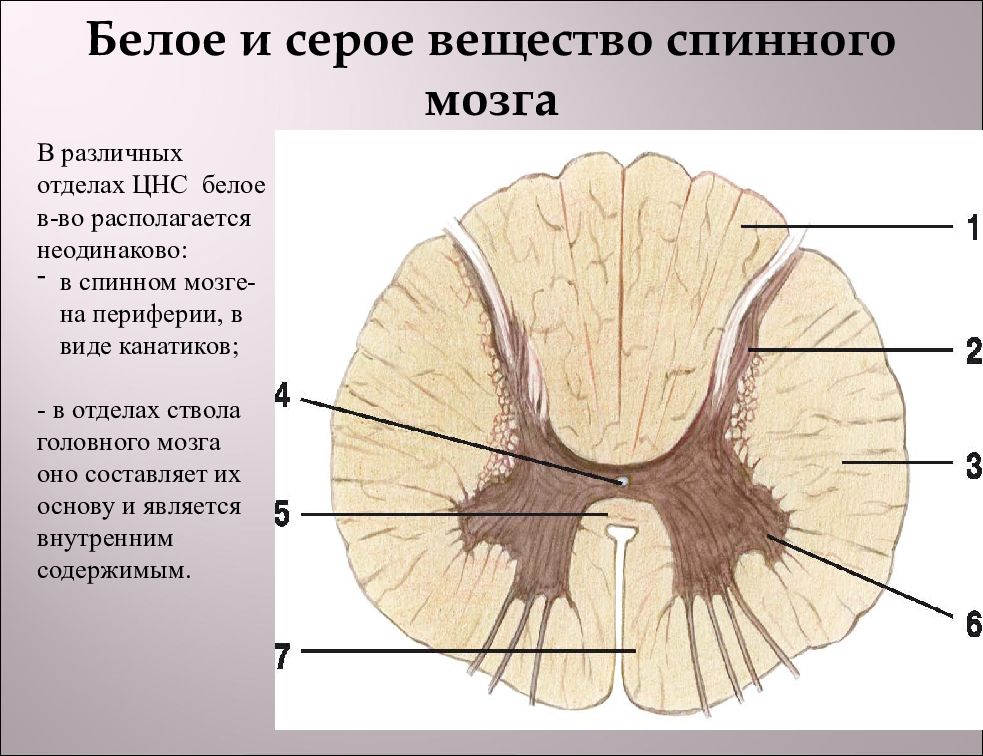 Что обозначено на рисунке буквой а серое вещество белое вещество нервной узел