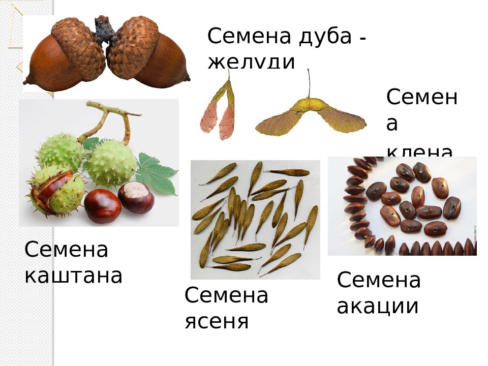 Виды семян. Формы семян растений. Семена растений для детей. Семена ясеня и клена. Семена растений для презентации.