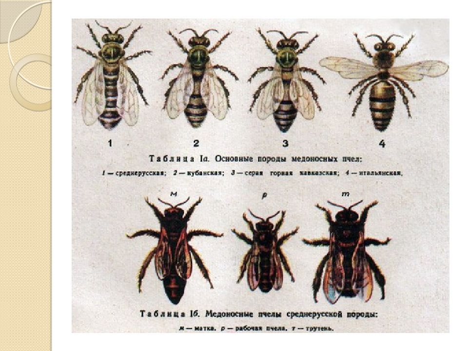 Различия пчел