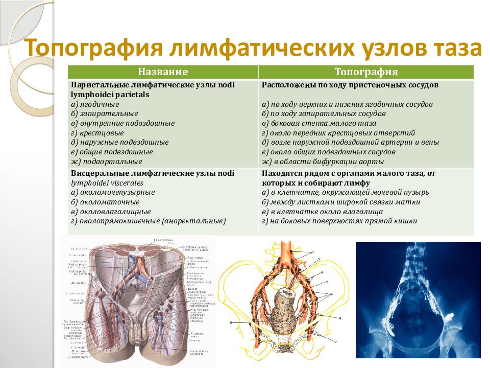 Иммунная и лимфатическая система презентация