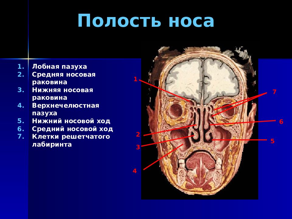 Решетчатый лабиринт решетчатой кости. Носовая полость черепа.