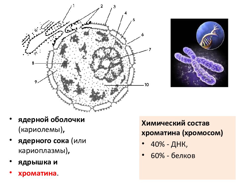 Ядерный хроматин. Ядерная оболочка кариолемма. Химический состав хроматина. Кариолемма и кариоплазма. Кариолемма кариоплазма ядрышко хроматин.