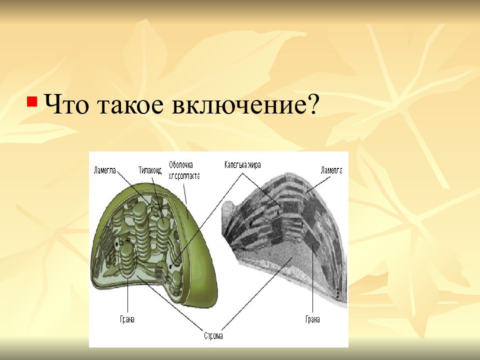 Включи такия