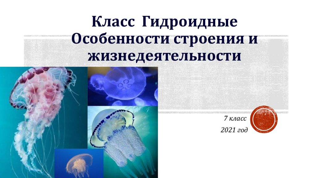 характеристика гидроидных. класс гидроидные общая характеристика. гидроидные медузы и полипы. класс гидроидные 7 класс. тип кишечнополостные класс гидроидные представители.