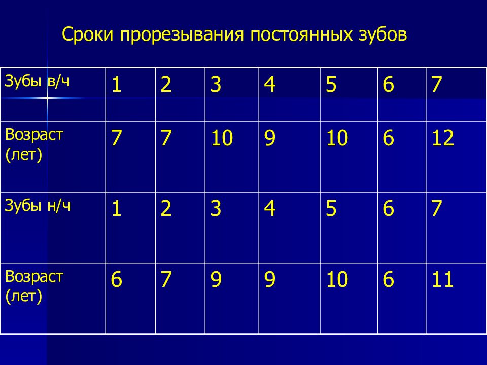 Анатомия постоянных зубов презентация