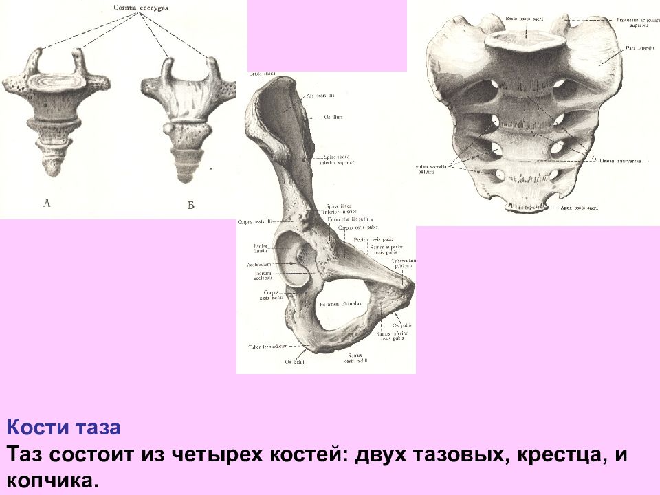 Женские кости. Анатомия таза женщины. Строение копчика у женщин. Кости таза анатомия. Женский таз анатомия.